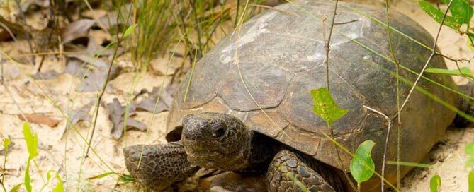 West Klosterman Preserve Protected